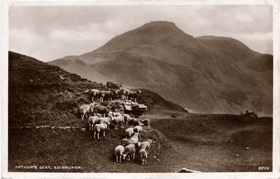 Postcard by J B White of Dundee  -  Photograph probably taken by R A Rayner  -  Sheep on Arthur's Seat in Queen's Park, Edinburgh