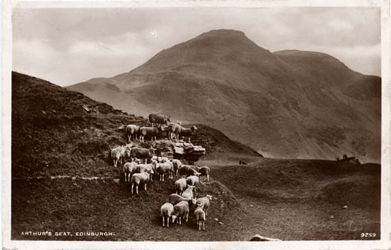 Postcard by J B White of Dundee - Photograph probably taken by R A Rayner - Sheep on Arthur's Seat in Queen's Park, Edinburgh