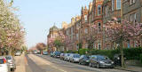 Blackford Avenue  -  Cherry Blossom  -  May 2008