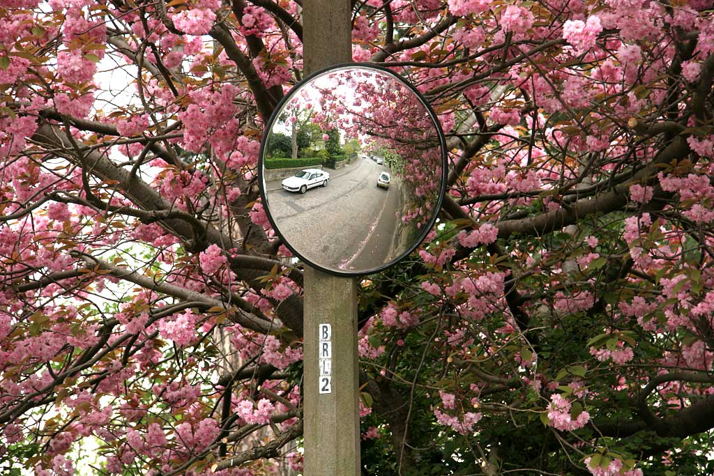 Blossom on one of the trees in Boswall Road, Trinity