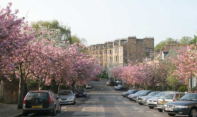 Cherry Blossom in Braid Avenue, Morningside