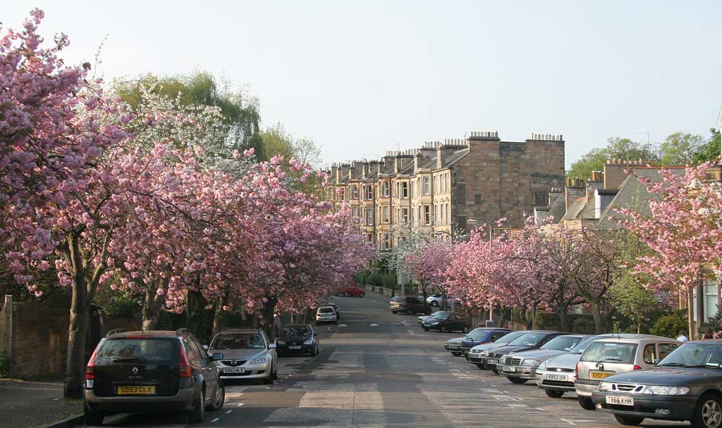 Cherry Blossom in Braid Avenue, Morningside