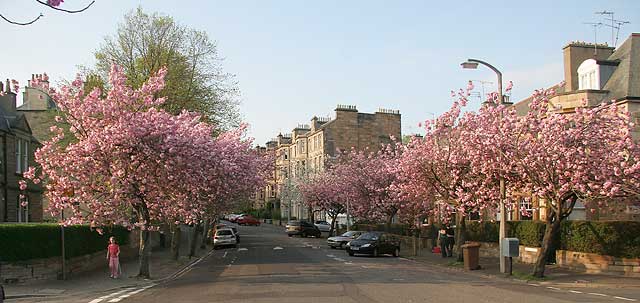 Cherry Blossom in Braid Avenue, Morningside