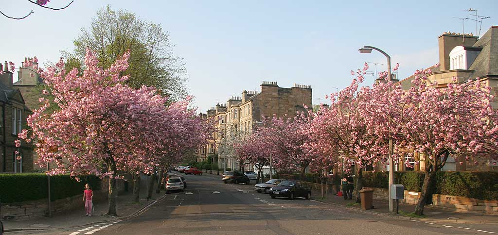 Cherry Blossom in Braid Avenue, Morningside