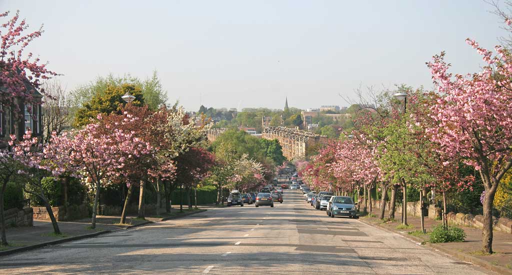 Cherry Blossom in Braid Avenue, Morningside