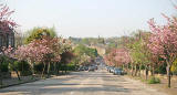 Cherry Blossom in Braid Avenue, Morningside