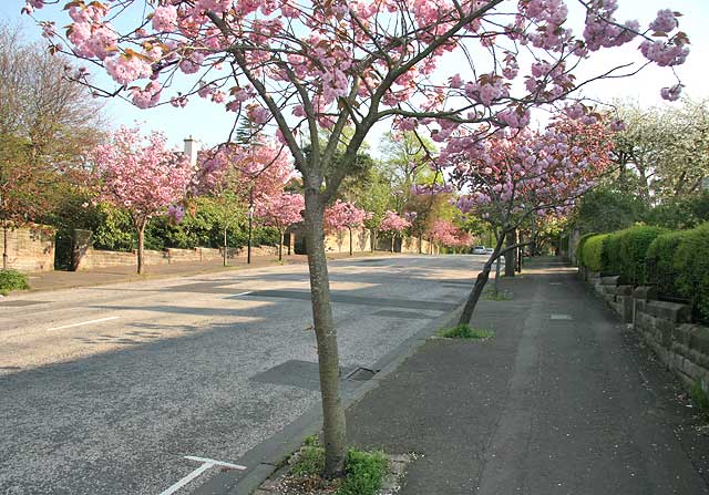 Cherry Blossom in Braid Avenue, Morningside