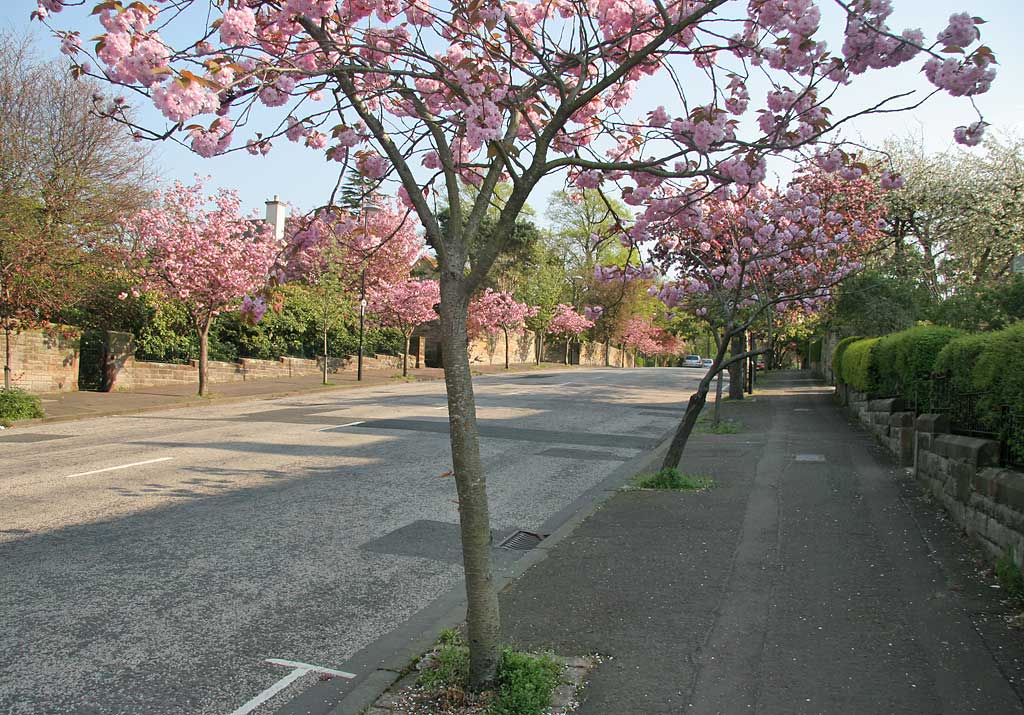 Cherry Blossom in Braid Avenue, Morningside