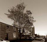 Horse Chestnut Tree in Brunswick Road. Looking to the NW towards Leirh Walk