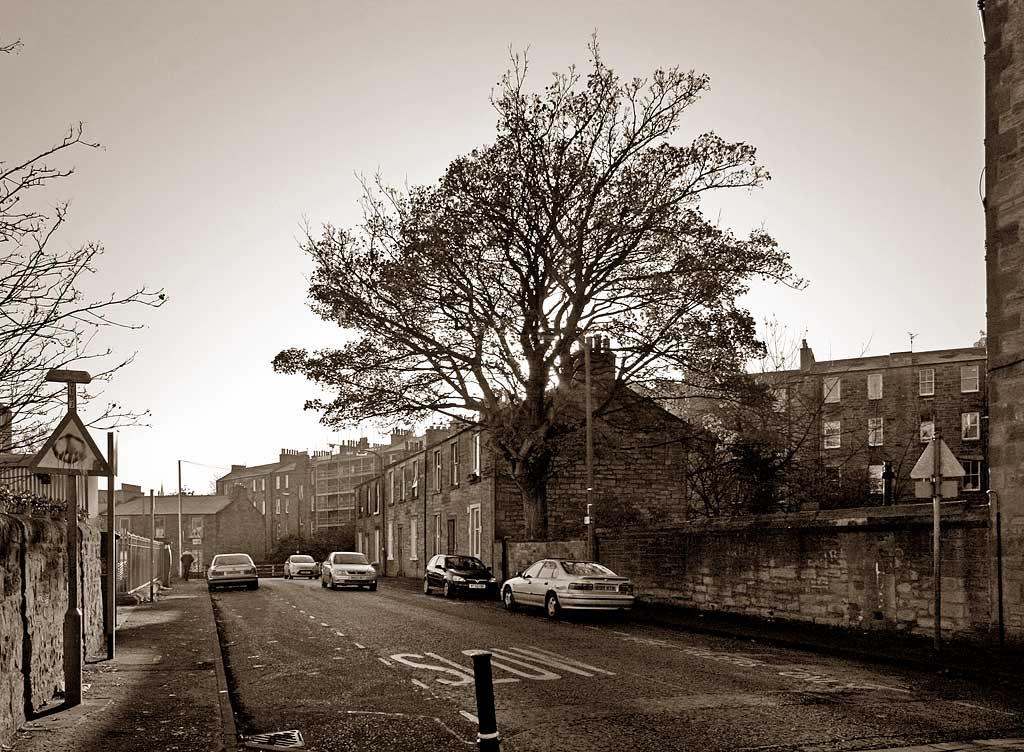 Horse Chestnut Tree in Brunswick Road. Looking to the SE towards Easter Road