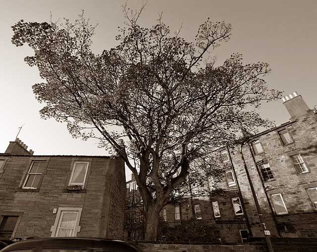 Horse Chestnut Tree in Brunswick Road. Looking to the SW across Brunswick Road