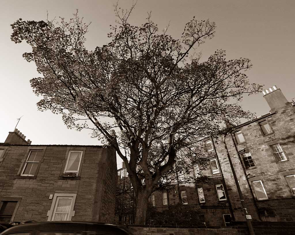 Horse Chestnut Tree in Brunswick Road. Looking to the SW across Brunswick Road