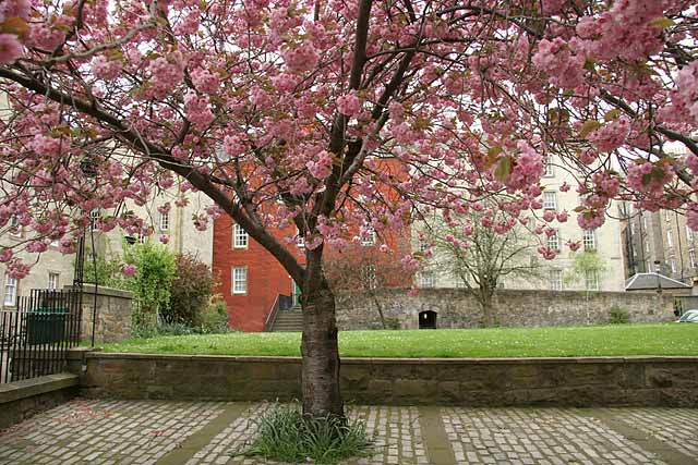  The west side of Chessel s Court and blossom -  photographed May 2006