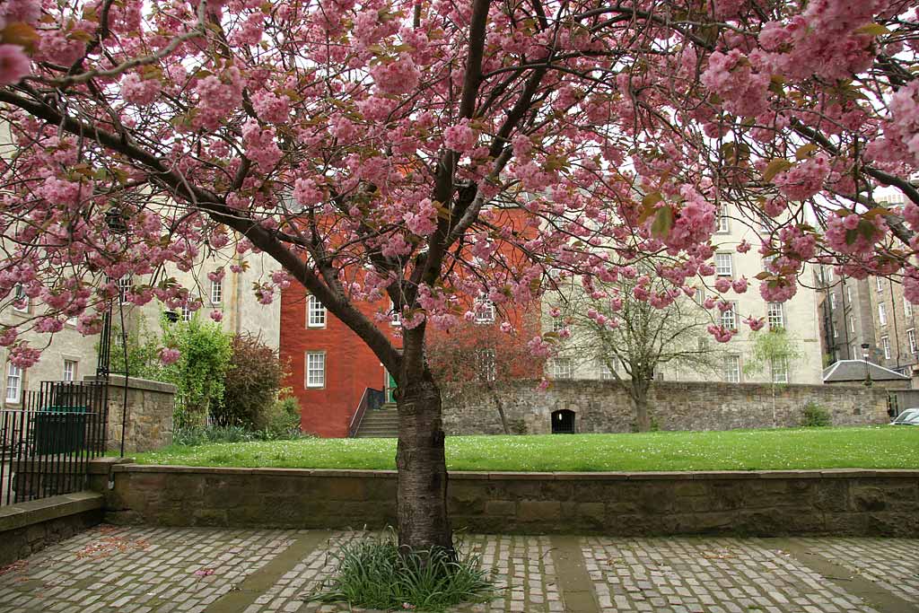  The west side of Chessel s Court and blossom -  photographed May 2006