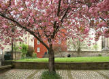  The west side of Chessel s Court and blossom -  photographed May 2006