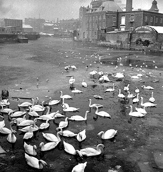Coalhill, Leith - Swans on the Water of Leith - When was this photo taken?
