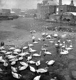 Coalhill, Leith  -  Swans  on the Water of Leith -  When was this photo taken?
