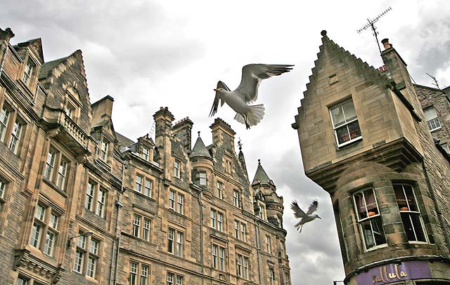 Seaguls above Cockburn Street  -  August 2008