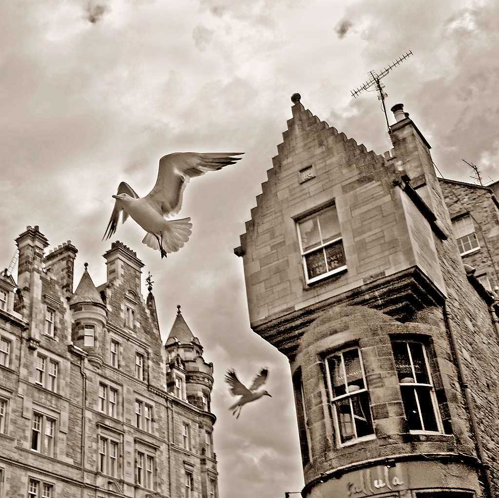 Two seagulls above Cockburn Street - August 2008