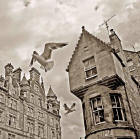 Twos seagulls above Cockburn Street - August 2008