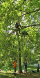 Tree Climbing Championships in the Royal Botanic Gardens  -  June 2006