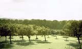 Garden of the 'Big House' at Buttercup Poultry Farm, Clermiston, Edinburgh - 1955