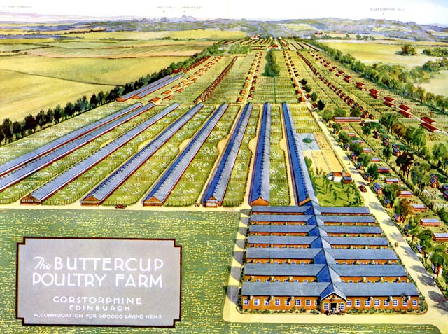 Poster showing the layout of Buttercup Poultry Farm at Clermiston, Edinburgh, around 1928