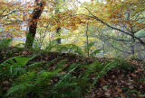 Carrington, Midlothian  -  Ferns and Trees  -  October 2010