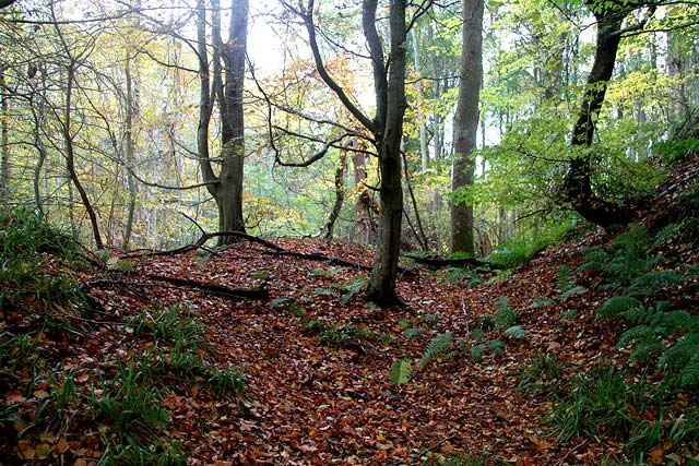 Carrington, Midlothian  -  Leaves and Trees  -  October 2010