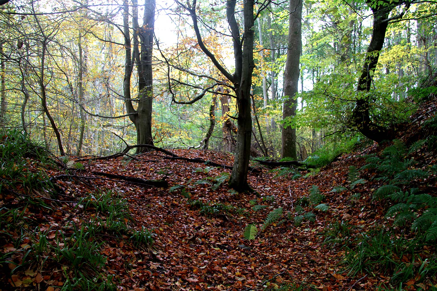 Carrington, Midlothian  -  Leaves and Trees  -  October 2010