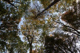 Carrington  -  Looking up at the trees  -  October 2010