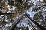 Carrington  -  Looking up at the trees  -  October 2010