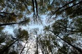 Carrington  -  Looking up at the trees  -  October 2010