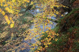 Carrington, Midlothian  -  Leaves and River  -  October 2010
