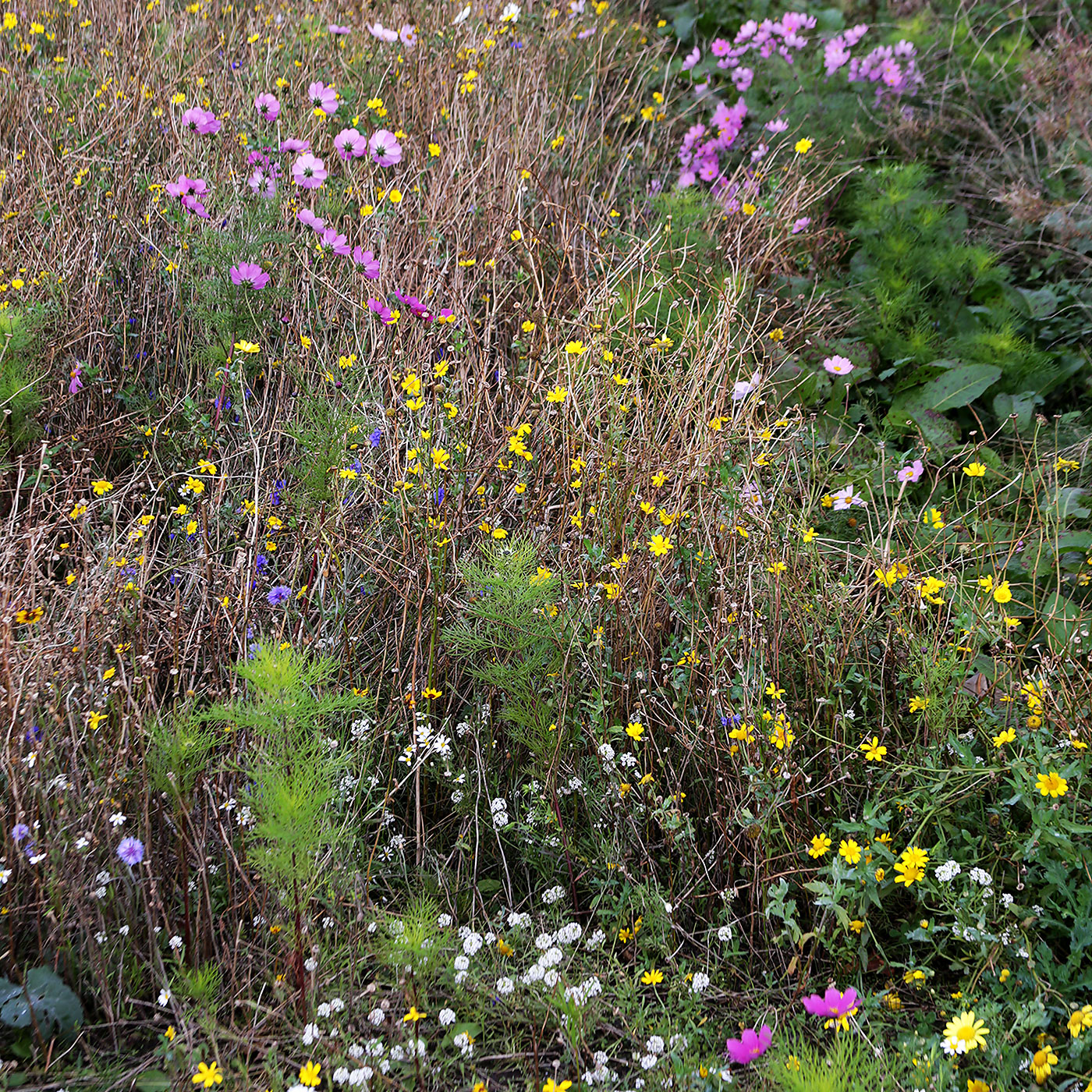 Wild flowers beside the Union Canal towpath at Polwarth, Edinburgh  -  October 2014