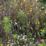 Wild flowers beside the Union Canal towpath at Polwarth, Edinburgh  -  October 2014