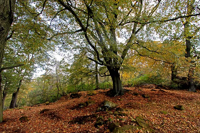 Corstorphine Hilll  -  Photographed October 2010