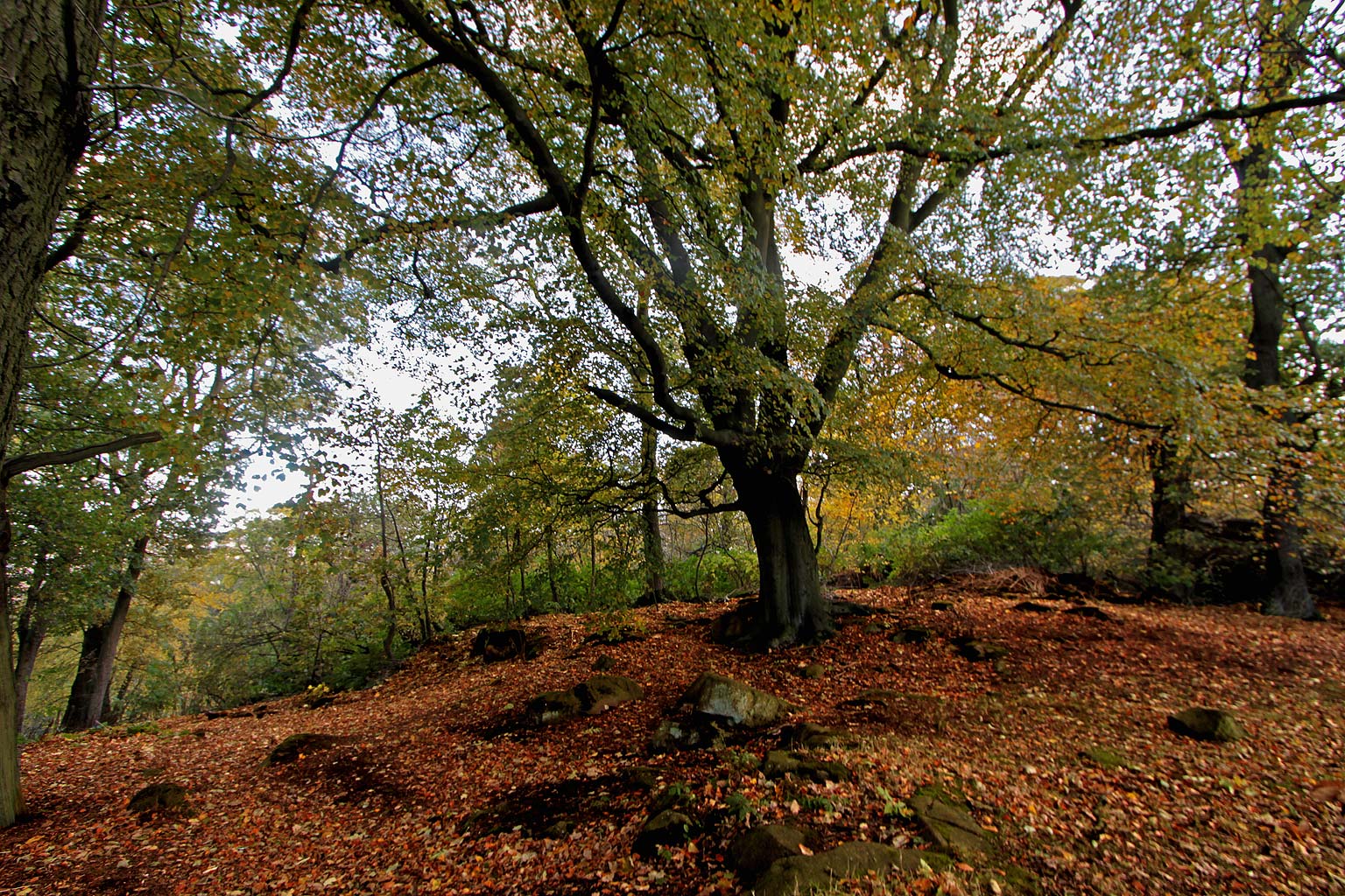 Corstorphine Hilll  -  Photographed October 2010