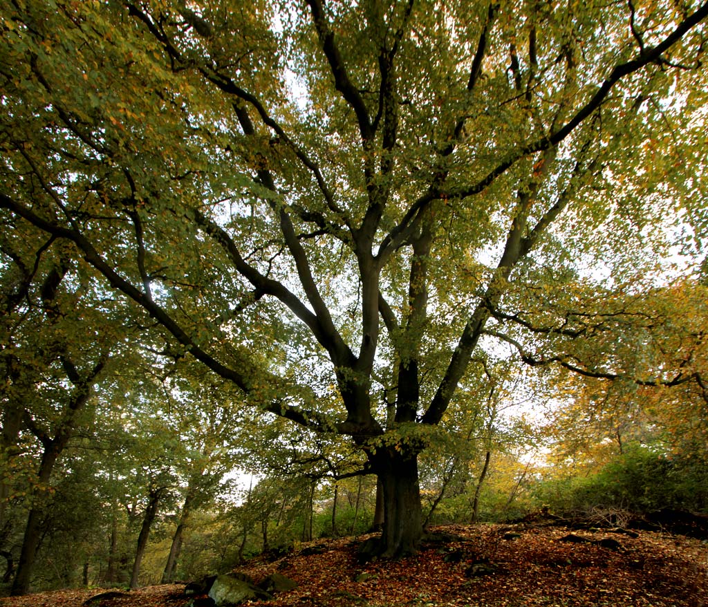 Corstorphine Hilll  -  Photographed October 2010