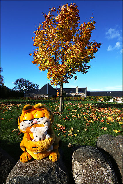 Autumn Colours in October 2014  -  Garfield on a wall and a tree at Dalmeny, Edinburgh