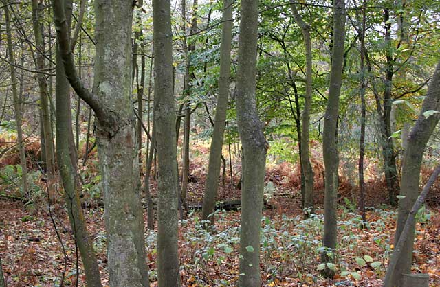 Autumn view on the Dalmeny Estate  -  November 2005