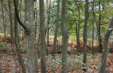 Trees on the Dalmeny Estate  -  November 2005