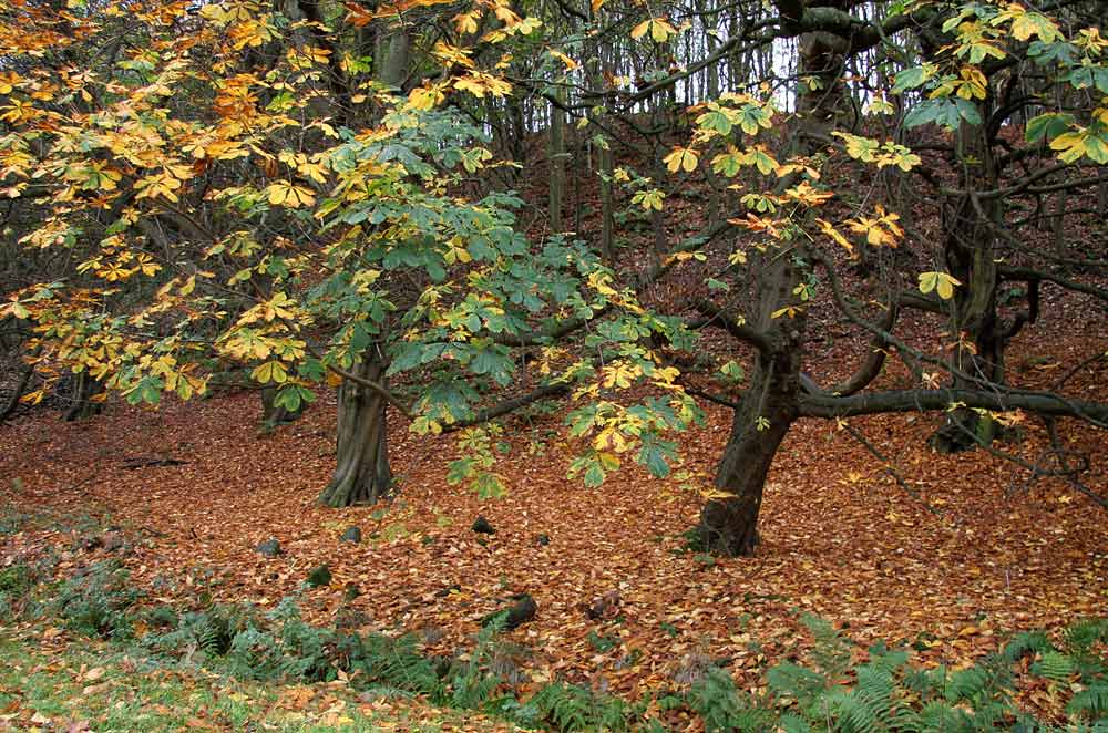 Autumn view on the Dalmeny Estate  -  November 2005