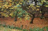 Trees on the Dalmeny Estate  -  November 2005