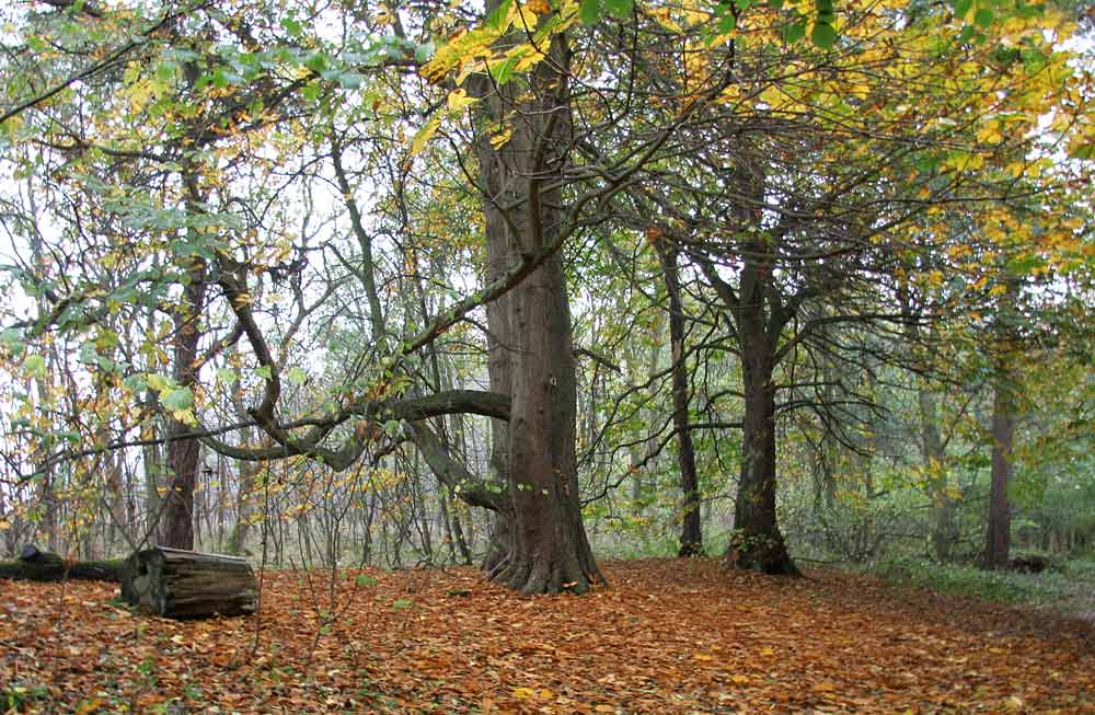 Autumn view on the Dalmeny Estate  -  November 2005