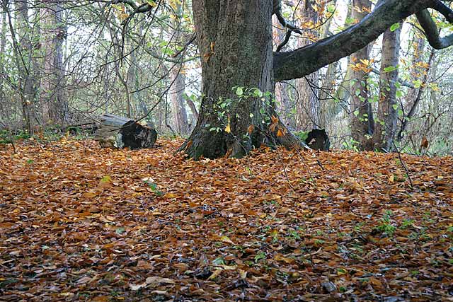 Autumn view on the Dalmeny Estate  -  November 2005