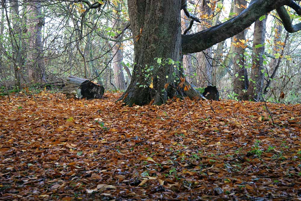 Autumn view on the Dalmeny Estate  -  November 2005