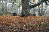 Autumn view on the Dalmeny Estate  -  November 2005