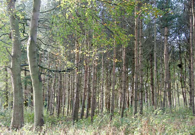 Autumn view on the Dalmeny Estate  -  November 2005