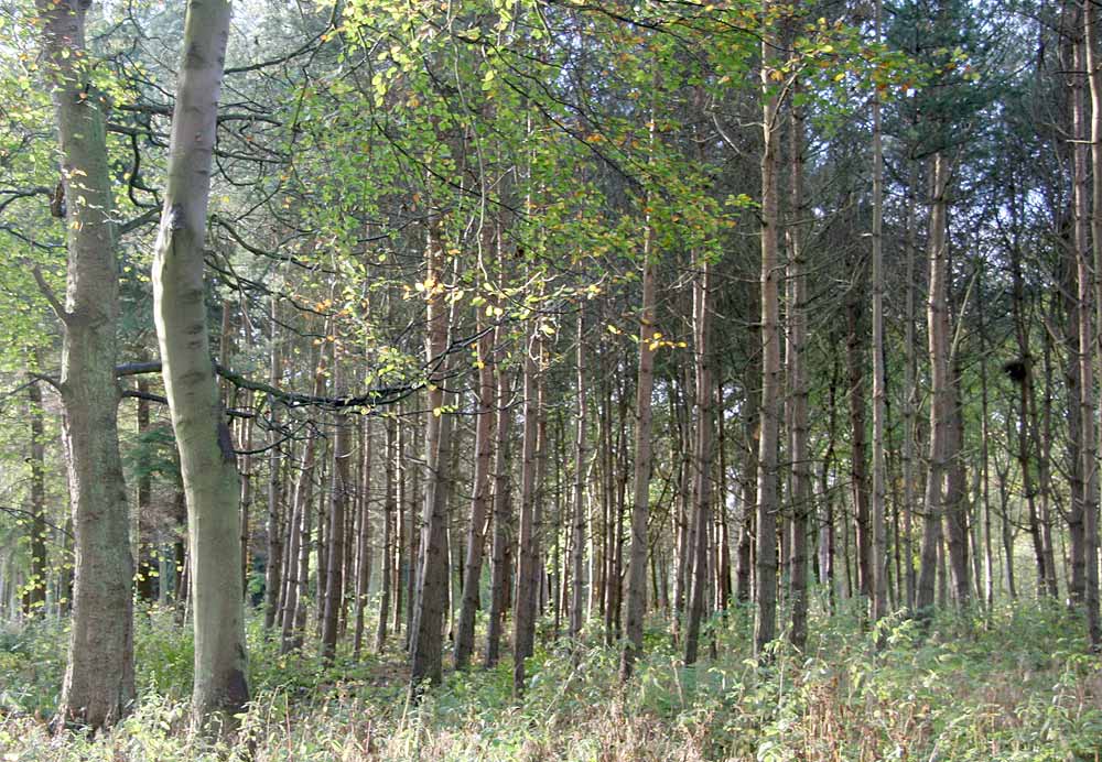 Autumn view on the Dalmeny Estate  -  November 2005